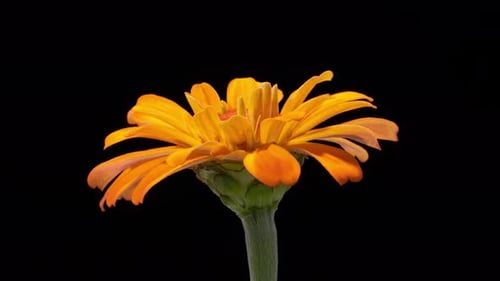 Orange Zinnia Flower Blooming on Black Background