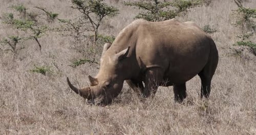 Weißes Nashorn, Ceratotherium simum, Weibchen frisst Gras, Nairobi Park in Kenia, Echtzeit 4K