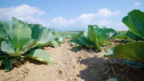Rückenbewegung entlang Reihen von Gemüsegarten mit Kohl