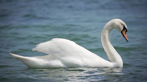 Nahaufnahme eines weißen Schwans schwimmt auf dem Wasser
