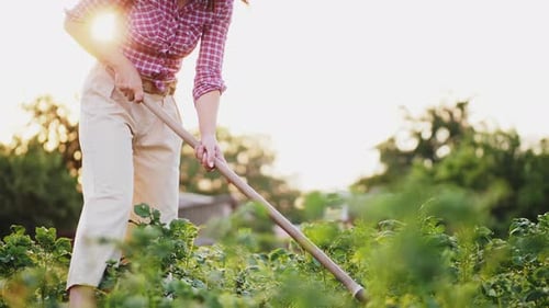 Woman Works in Garden at Sunset