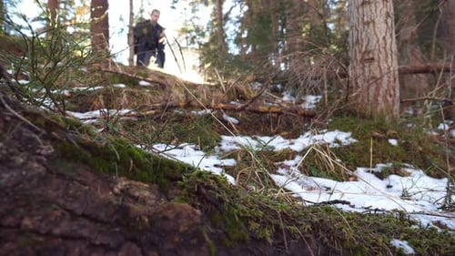 Guy Walks Down on Slope of Pine Forest with Bright Sunlight at Background. Young Hiker Goes Down the
