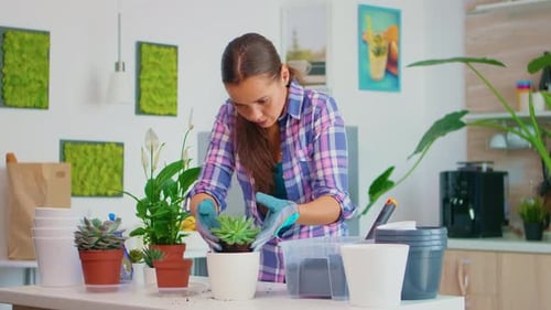 Woman Transplants a Succulent in Bright Home Kitchen