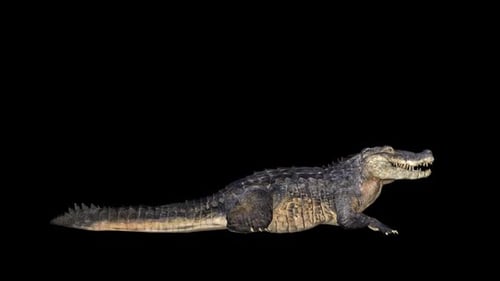 Krokodil