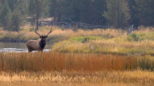 Wilde Elche im Yellowstone-Nationalpark