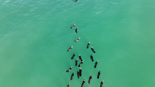 Eine Herde Wildenten schwimmt im Meer Luftbild 4 K