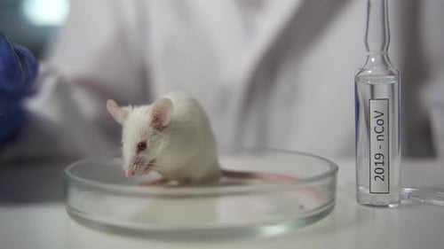 White Mouse in Petri Dish in Laboratory Setting