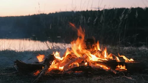 Burning Bonfire of Dry Branches in the Forest in Riverbank Close-up
