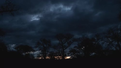 Clouds Flying Over Cottonwood Trees at Sunrise Timelapse