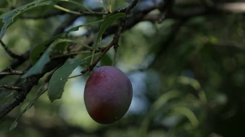 Vidéo UHD à faible profondeur de prunier violet 4K 2160p 30 images par seconde - Gros plan de Prunus domestica 3840X2160