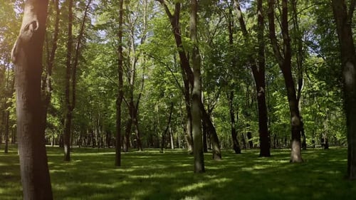 Walking Through Summer Forest in the Morning. Slowly Panning Across a Park at Sunrise