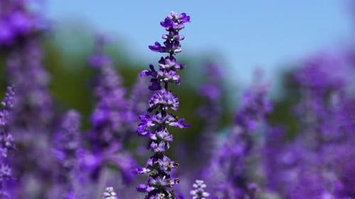 Panoramaaufnahme einer Lavendelblüte mit Windstoß