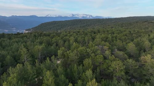 Forest texture aerial view 4 K Turkey Alanya