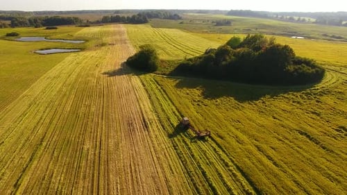 Der Traktor stapelt im Herbst Heuhaufen auf einem landwirtschaftlichen Feld, Luftaufnahme