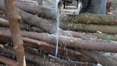 Male Logger Sawing Trees with Chainsaw in the Forest