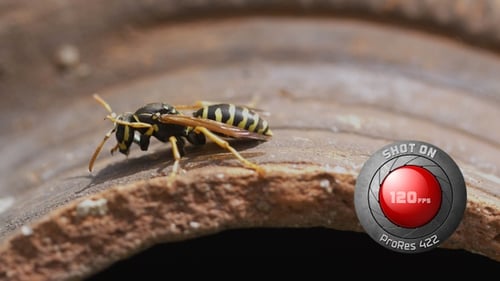 Wasp Resting in Extreme Close Up Detail