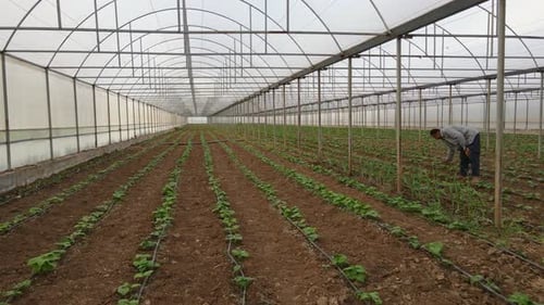 Green Bean Bushes in the Greenhouse