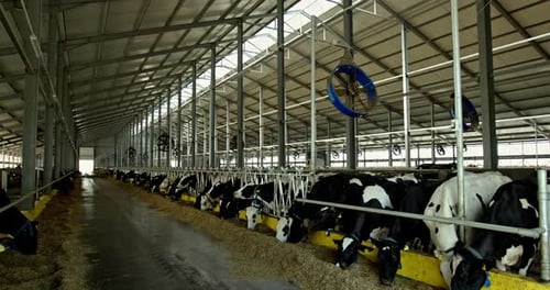 Pan Left View of Herd of Cows Eating Forage Inside of Spacious Industrial Cowshed