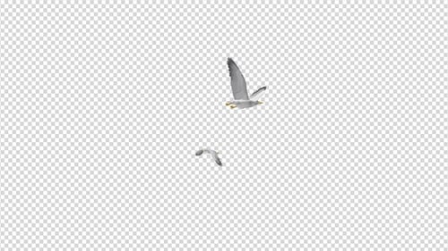 Sea Gulls - Two Birds - Flying Around - 4K Transparent Loop