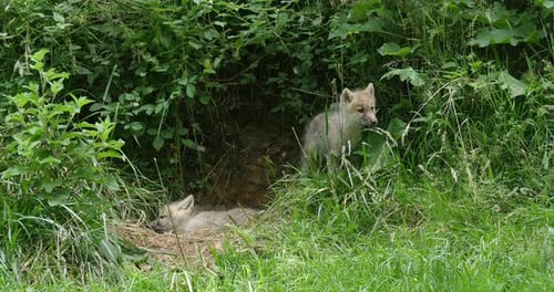 Two Wolf Cubs Resting in Grassy Den