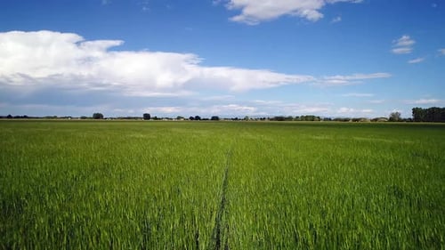 Flying low over wheat field in farm field