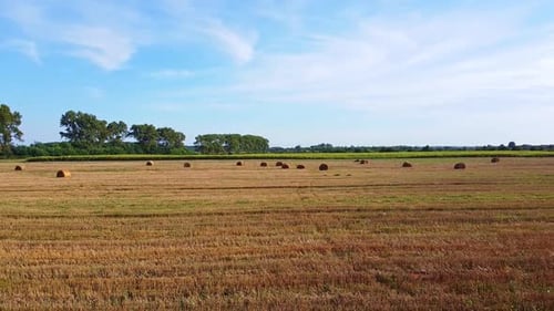 Aero Drone Flight Over Wheat Field with Rick Straw Bales