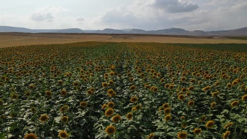 Sunflower Aerial View