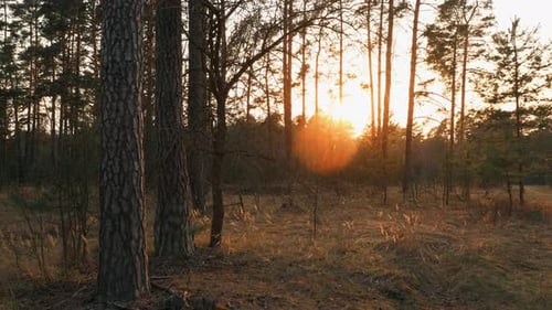 Beautiful Sunrise Sun Sunshine In Sunny Spring Coniferous Forest