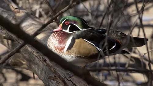 Sol brillando en el bosque de Drake, pato escondido en un árbol