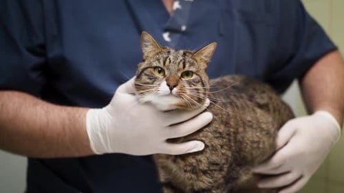 Cat on examination in a veterinary clinic