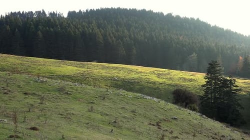 Meadow in the Forest at Morning