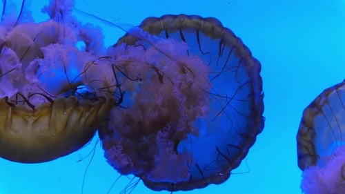 Medusa de urtiga marinha