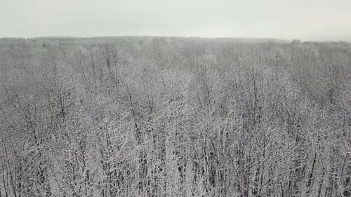 Forêt d'hiver, nature, arbres d'hiver enneigés, paysage, vue aérienne.
