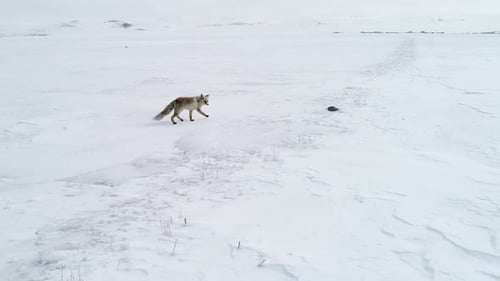Fox in the Wild