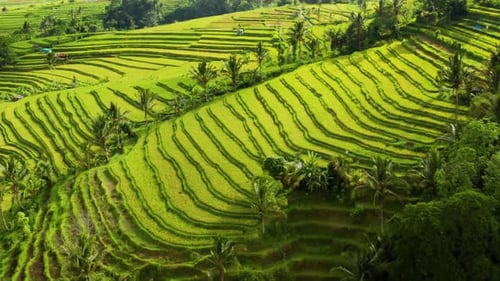 Aerial View of Green Rice Terraces Landscape