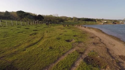 Cattle Grazing Peacefully by Lakeside Pasture