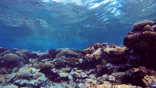 Waves and Tropical Fish