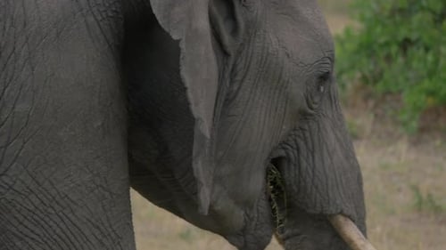 Close up of an elephant eating grass and walking