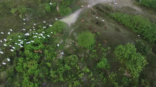 Aerial View of Animals Grazing in Rural Field