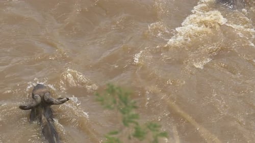 Wildebeest Crossing a Murky River in Daytime