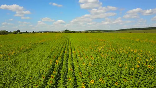 Field of Sunflowers