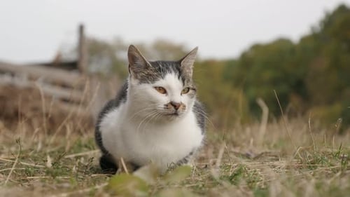 Cat Lounging Peacefully in a Rural Outdoor Setting