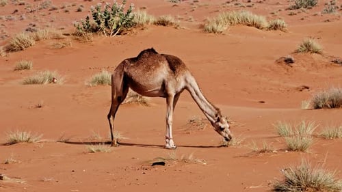 Dromedary Camel In Desert In Dubai