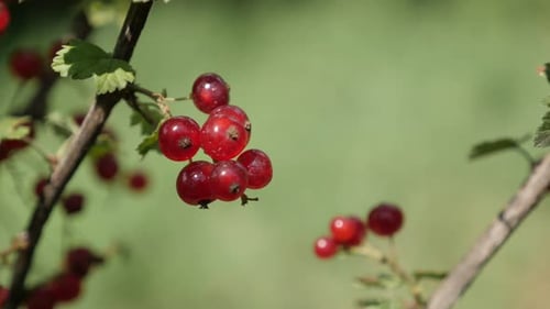 Shallow DOF of small redcurrant deciduous shrub tasty red berries 4K 2160p 30fps UltraHD footage - H