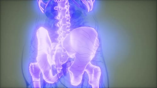 Transparent Human Body with Visible Bones