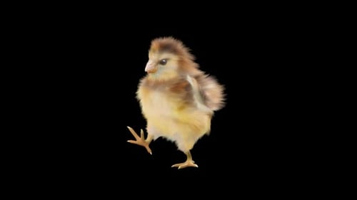 Cute Baby Chick Dancing Animation