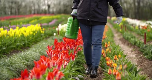 Agriculture Farmer Watering Tulips at Tulip Flower Plantation