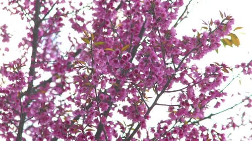 Kirschblüte