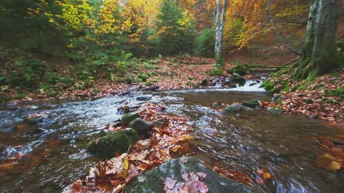 Mountain River with Autumn Leaves