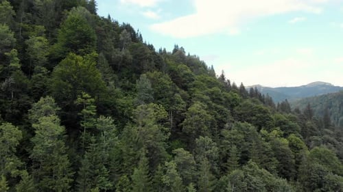 Coniferous Forest in the Mountains with Blue Sky in the Background